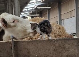 ウシと戯れる子猫。楽しく遊んでいると思ったら・・、ウシがまさかのイタズラをしかけた！？【海外・動画】