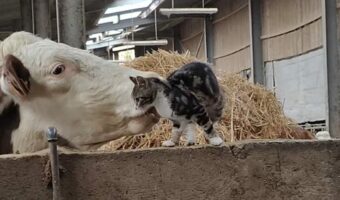 ウシと戯れる子猫。楽しく遊んでいると思ったら・・、ウシがまさかのイタズラをしかけた!?【海外・動画】