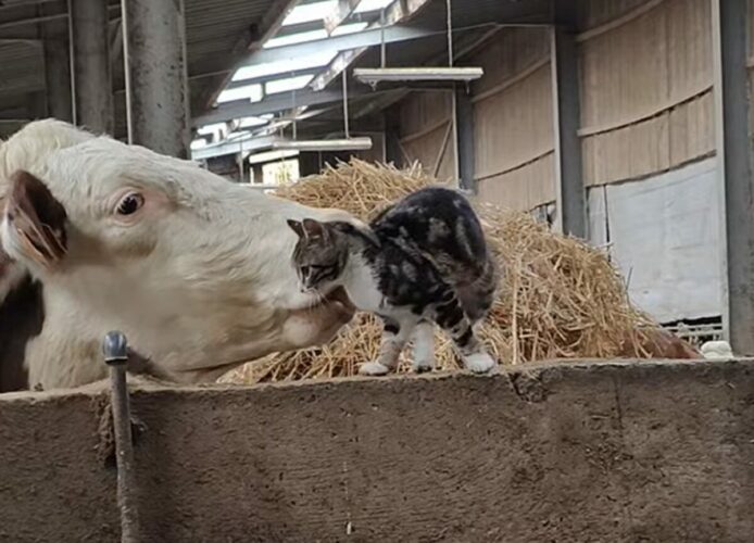 ウシと戯れる子猫。楽しく遊んでいると思ったら・・、ウシがまさかのイタズラをしかけた！？【海外・動画】