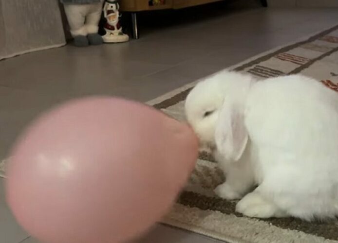 風船をぶんぶん！ウサギが風船を振り回して遊んでる！！【海外・動画】