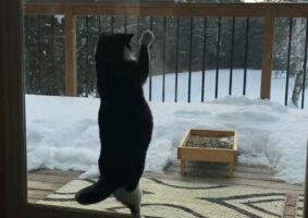 窓の外を眺める猫。雪景色を楽しんでいるのかと思いきや・・急にエキサイティング！！いったい何が？？