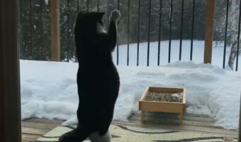 窓の外を眺める猫。雪景色を楽しんでいるのかと思いきや・・急にエキサイティング！！いったい何が？？