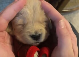 いないいないばあ？手を広げたらゴールデンリトリバーの子犬が「ばあっ！」とすると思ったら・・【アメリカ・動画】