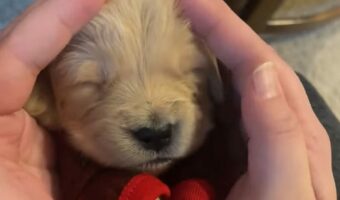 いないいないばあ？手を広げたらゴールデンリトリバーの子犬が「ばあっ！」とすると思ったら・・【アメリカ・動画】