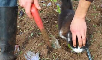 子猫が畑仕事のお手伝い?苗を植えたらひとなで、もうひとつ植えたらひとなで・・、ご褒美担当中!!【海外・動画】