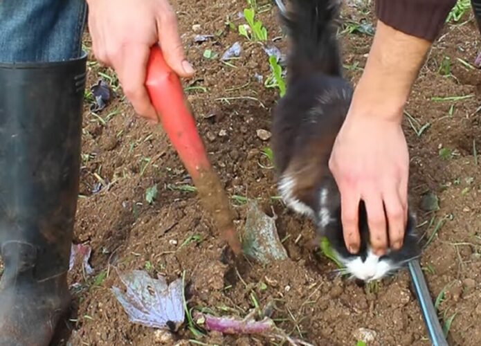 子猫が畑仕事のお手伝い？苗を植えたらひとなで、もうひとつ植えたらひとなで・・、ご褒美担当中！！【海外・動画】