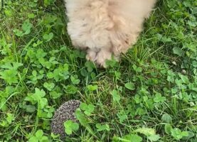 初めて見たハリネズミにビックリ！ゴールデンドゥードルは戸惑って吠えかかる！！【海外・動画】