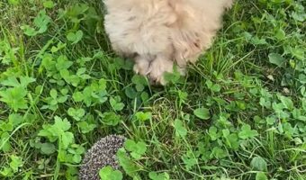 初めて見たハリネズミにビックリ!ゴールデンドゥードルは戸惑って吠えかかる!!【海外・動画】