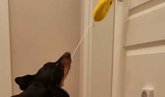 賢くてかわいいジャーマンピンシャー。おねむになると自分で子守唄を流してからベッドに入りました！！【海外・動画】