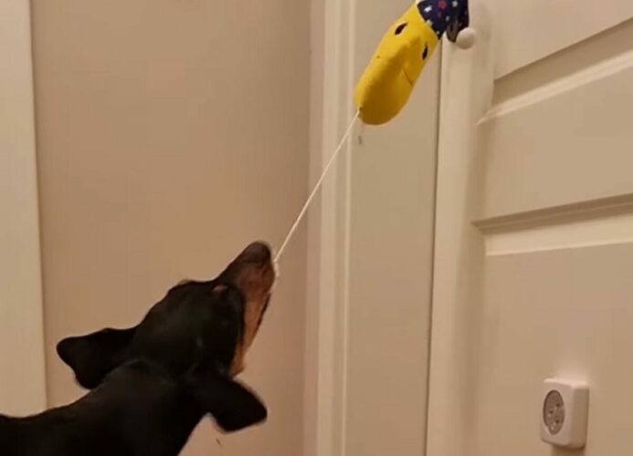 賢くてかわいいジャーマンピンシャー。おねむになると自分で子守唄を流してからベッドに入りました！！【海外・動画】