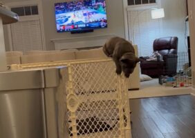 子犬の脱走劇。ブルドッグの子犬がペットフェンスを越えちゃった！？【アメリカ・動画】