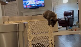 子犬の脱走劇。ブルドッグの子犬がペットフェンスを越えちゃった！？【アメリカ・動画】