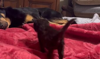 子猫はあまえんぼう？ごろりと横になっている犬のもとへとてとて歩いたらくっついて離れない！！【海外・動画】