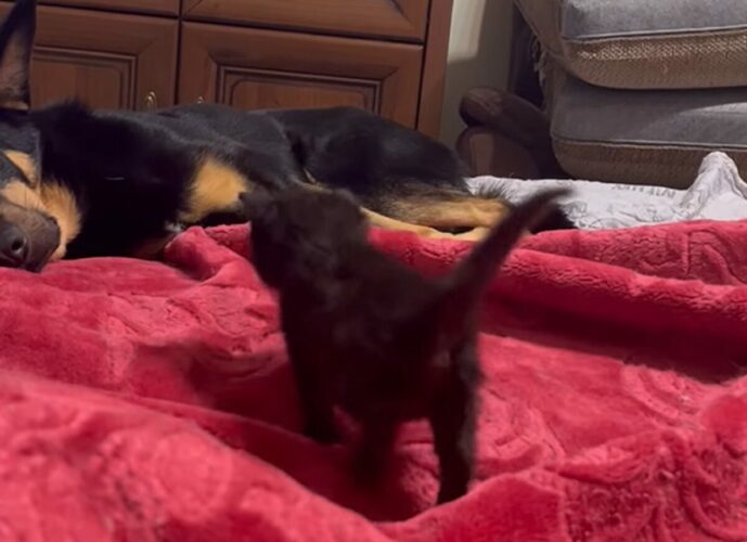 子猫はあまえんぼう？ごろりと横になっている犬のもとへとてとて歩いたらくっついて離れない！！【海外・動画】