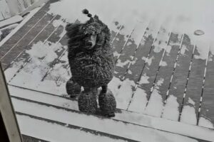 吹雪がいっそ楽しい？プードルが雪が降り注いでいるのにお家に入らない！！【アメリカ・動画】