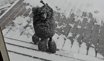 吹雪がいっそ楽しい？プードルが雪が降り注いでいるのにお家に入らない！！【アメリカ・動画】