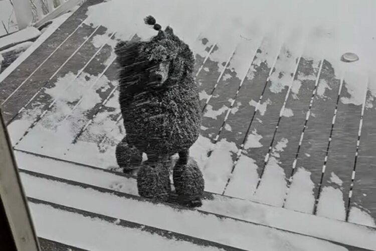 吹雪がいっそ楽しい？プードルが雪が降り注いでいるのにお家に入らない！！【アメリカ・動画】