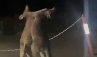 激闘が始まった夜。熱い戦いを繰り広げるのは・・カンガルー！！【海外・動画】