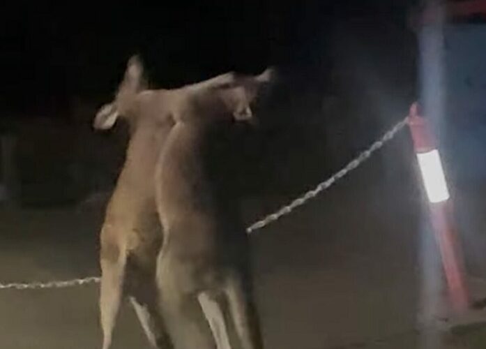 激闘が始まった夜。熱い戦いを繰り広げるのは・・カンガルー！！【海外・動画】