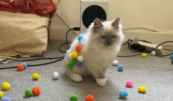 寝転んだ時にくっついたのかな?ポンポンで遊ぶ猫がかわいすぎる!!【海外・動画】