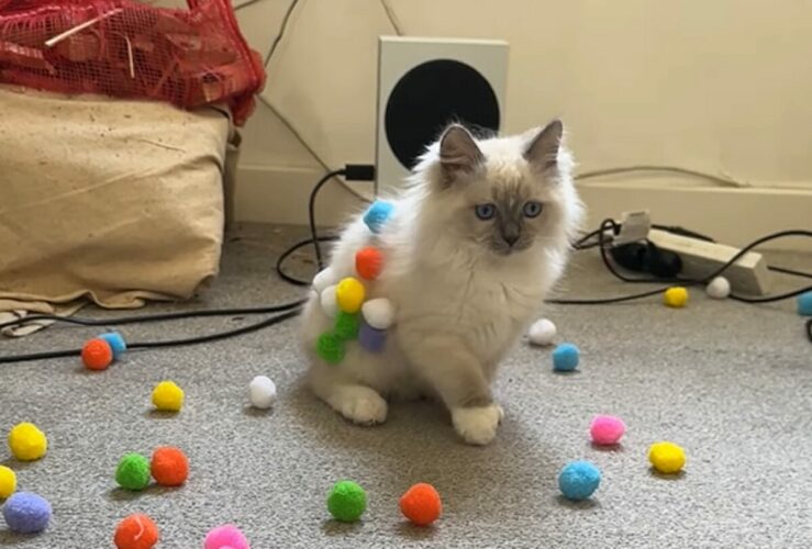 寝転んだ時にくっついたのかな？ポンポンで遊ぶ猫がかわいすぎる！！【海外・動画】