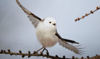 【奇跡の1枚】まるで踊っているみたい！雪の妖精・シマエナガを撮影した1枚の写真が話題に！！
