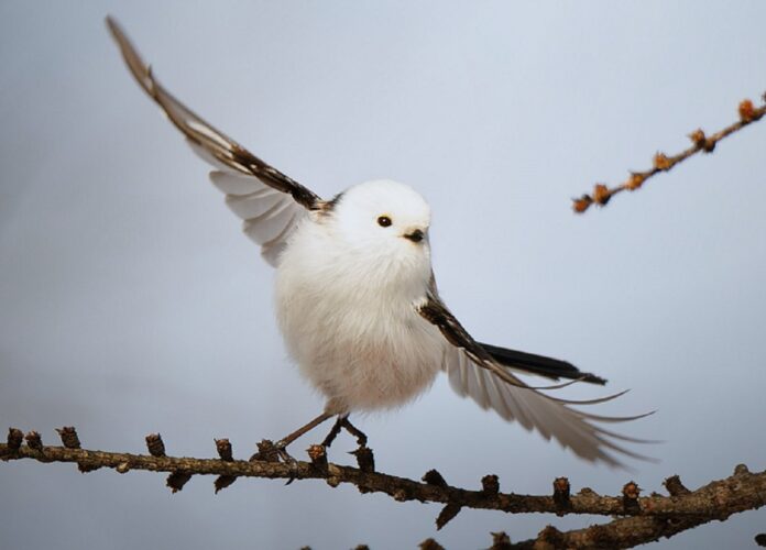 【奇跡の1枚】まるで踊っているみたい！雪の妖精・シマエナガを撮影した1枚の写真が話題に！！