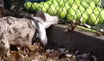 コートの隅に寄せられていくテニスボール。それを見て犬は全部欲しくなっちゃった！！【海外・動画】
