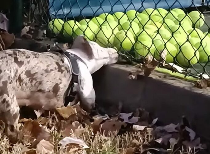コートの隅に寄せられていくテニスボール。それを見て犬は全部欲しくなっちゃった！！【海外・動画】
