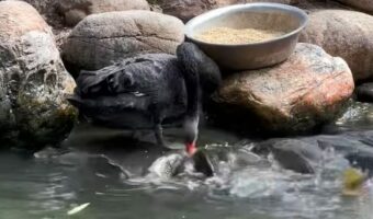 コクチョウが魚に餌付け中?ごはんを食べたり水を飲むと・・魚たちが寄ってきた!!【海外・動画】