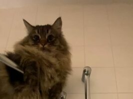 飼い主さんがシャワーの間もそばにいたい猫。絶対濡れない最高のポジションを発見したみたい！！【海外・動画】