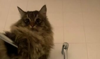 飼い主さんがシャワーの間もそばにいたい猫。絶対濡れない最高のポジションを発見したみたい!!【海外・動画】