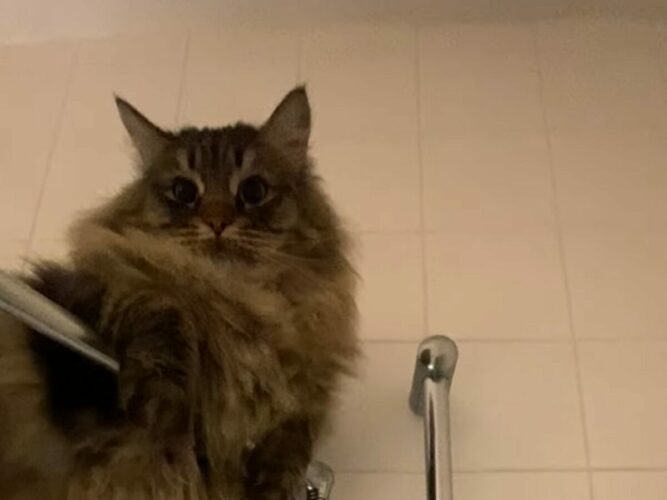 飼い主さんがシャワーの間もそばにいたい猫。絶対濡れない最高のポジションを発見したみたい！！【海外・動画】