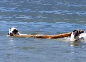 どちらも気に入ったので譲らない！？湖の中まで一緒に木の枝を取りに行ったビットブルたちですが・・