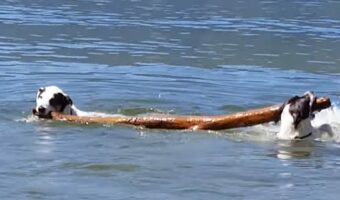 どちらも気に入ったので譲らない！？湖の中まで一緒に木の枝を取りに行ったビットブルたちですが・・