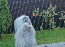 気になり過ぎて立ち上がった？トマトの苗木を見つめる犬【海外・動画】