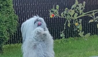 気になり過ぎて立ち上がった?トマトの苗木を見つめる犬【海外・動画】
