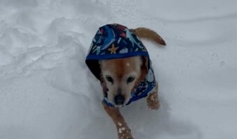 雪遊びが大好きなチウィーニー。ジャケットも着込むとぴょんぴょん跳ねて楽しそう!!【海外・動画】