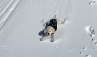 子犬がスノーボードになっちゃった!?腹ばいになって雪の降った丘を下るゴールデンリトリバーがかわいい!!【海外・動画】