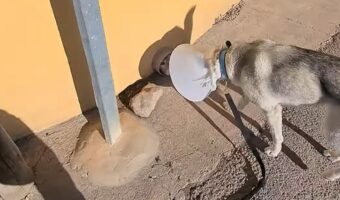 エリザベスカラーをつけた犬。お散歩中に運命の出会いが!!