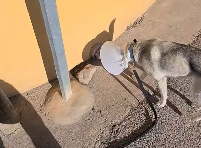 エリザベスカラーをつけた犬。お散歩中に運命の出会いが！！