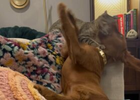 ソファでわちゃわちゃしている子犬と猫。楽しく遊んでいたその時、子犬にまさかのハプニングが！！【アメリカ・動画】
