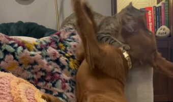 ソファでわちゃわちゃしている子犬と猫。楽しく遊んでいたその時、子犬にまさかのハプニングが！！【アメリカ・動画】