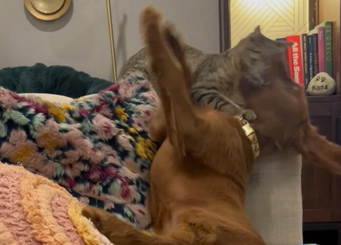 ソファでわちゃわちゃしている子犬と猫。楽しく遊んでいたその時、子犬にまさかのハプニングが！！【アメリカ・動画】