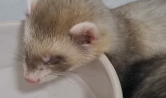 夢の中にいるフェレットの赤ちゃん。「クゥ~。クゥ~~」といういびきがかわいすぎる!【海外・動画】