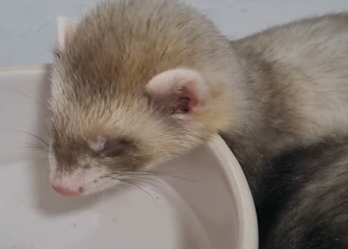 夢の中にいるフェレットの赤ちゃん。「クゥ～。クゥ～～」といういびきがかわいすぎる！【海外・動画】