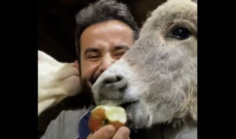 リンゴをもらいもぐもぐ食べるロバ。リンゴを差し出している男性ですが・・、その耳がウシにパクパクされている！？