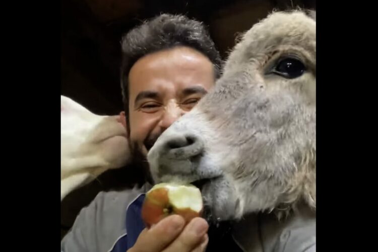 リンゴをもらいもぐもぐ食べるロバ。リンゴを差し出している男性ですが・・、その耳がウシにパクパクされている！？