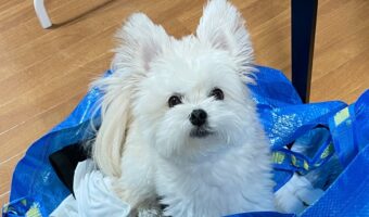 外に行きたいマルポメ。コインランドリーバッグに入って連れて行ってもらおうとしている姿がかわいすぎる!!