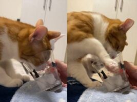 コップから氷水を飲む猫。チョンチョンと氷を突いたりもしますが・・盛大に空振りしちゃうのもかわいい！！